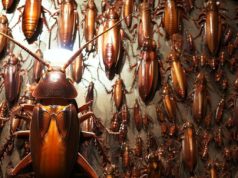 The Cockroach Hall of Fame: A museum of roach art in Texas The Cockroach Hall of Fame