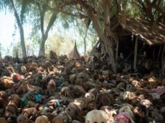 The Island of the Dolls: A creepy collection of dolls in Mexico The Island of the Dolls